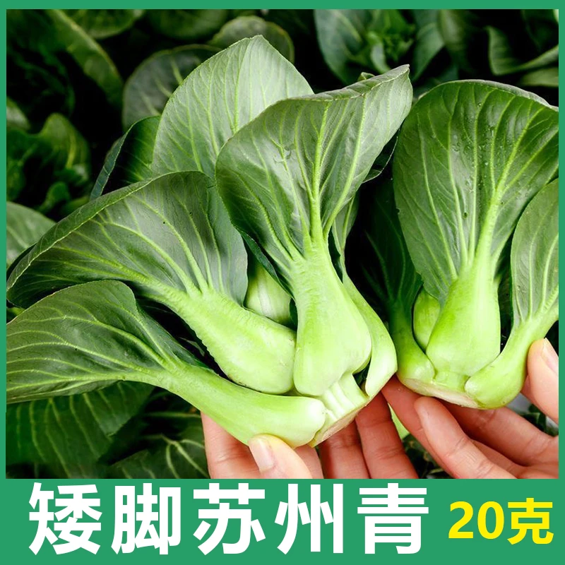 矮脚苏州青种子口感甜糯小青菜种籽四季鸡毛菜种子上海青菜种子