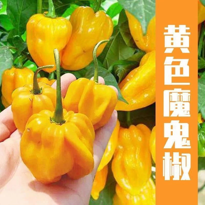 春播】超辣四季黄魔鬼椒种子印度黄椒阳台庭院秋播特辣农家辣椒蔬