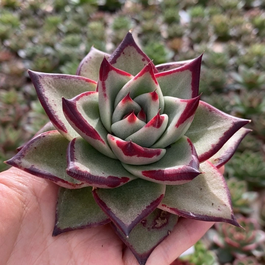 无花朵99 号东云系多肉植物