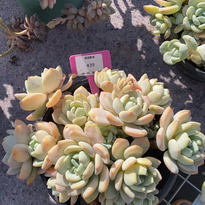 439冷香肉肉肉肉肉肉肉