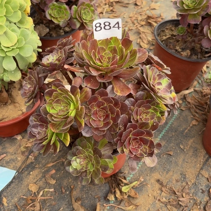 花月夜多肉植物不包损884