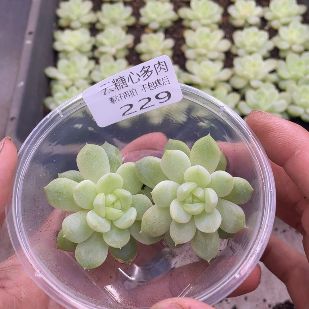 云糖心多肉植物229