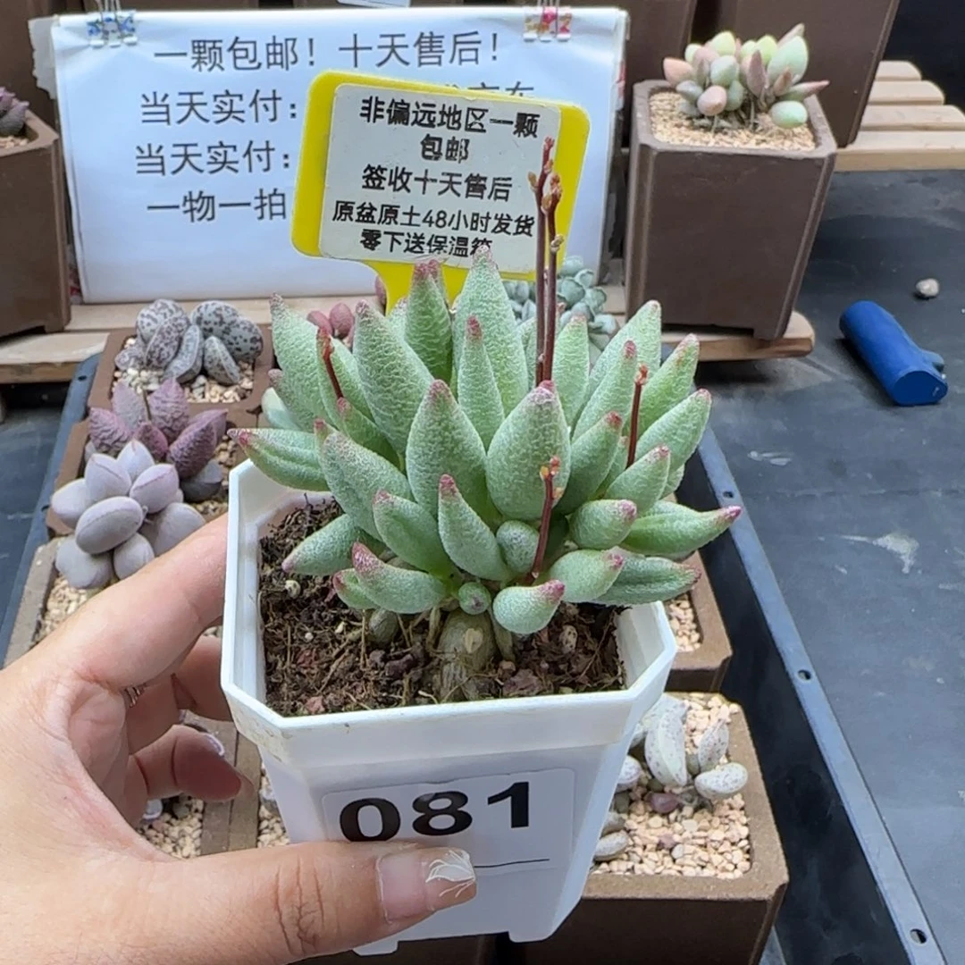 081大红嘴多肉植物