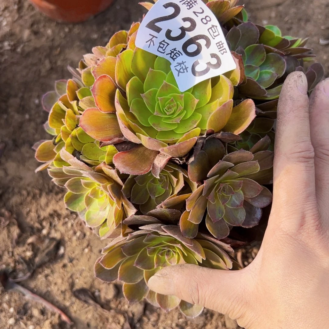 花月夜多肉植物法师2363