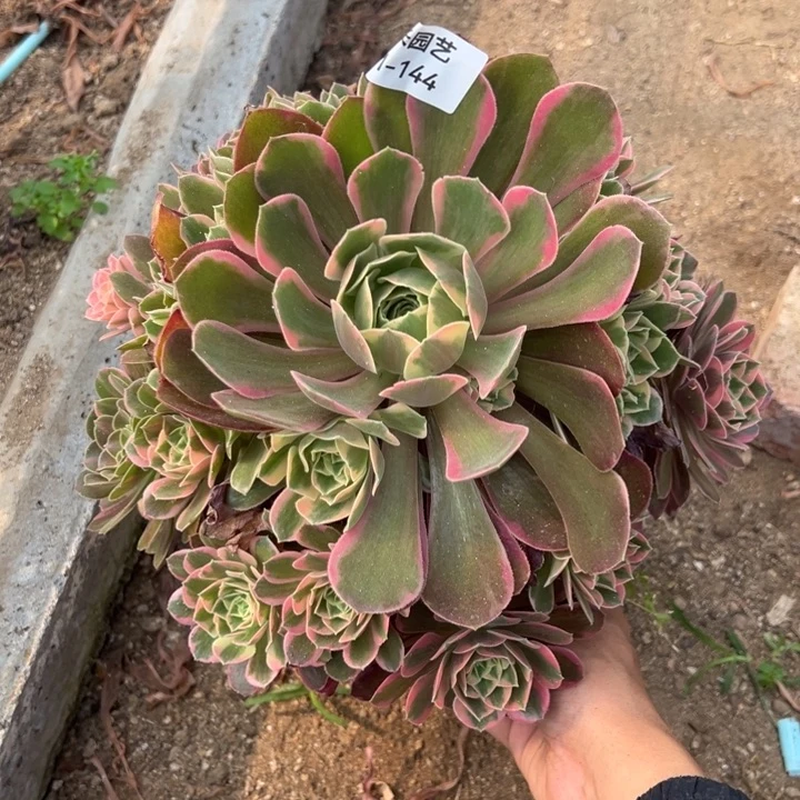 女妖大手捧多肉植物144