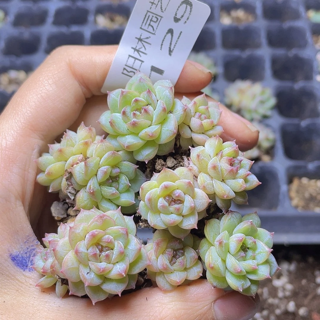 多肉植物多肉植物129
