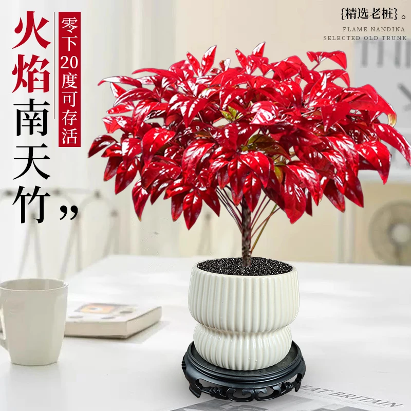 [越冷越红]火焰南天竹盆栽冬季耐寒绿植老桩盆景办公室植物好养