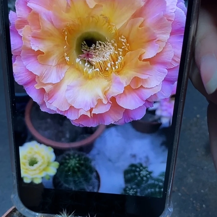 香香1-200带根5公分左右