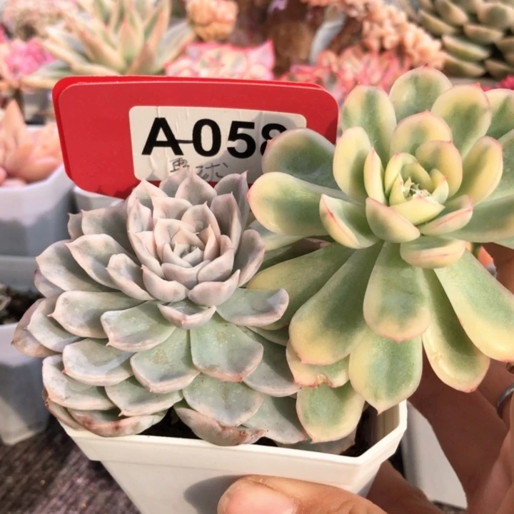 雪球与草莓冰拼盘有根