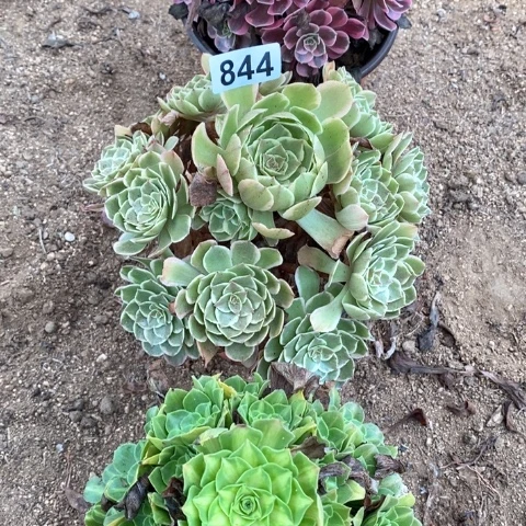 董***粉花妖凤冠翡翠琉璃法师844