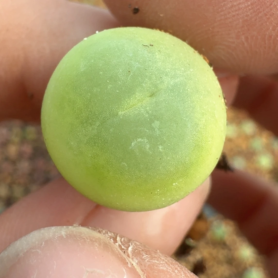 138拉拉尺寸1.5左右