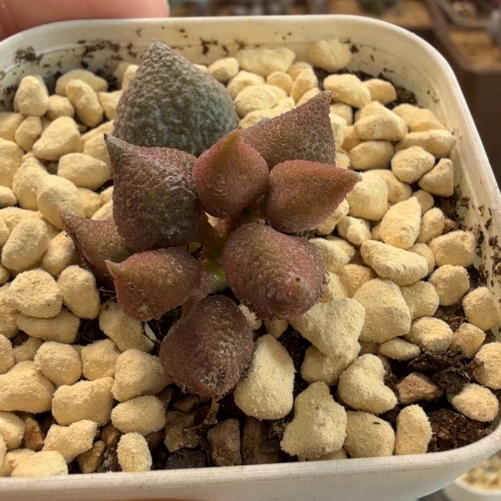 紫罗兰水泡多肉肉