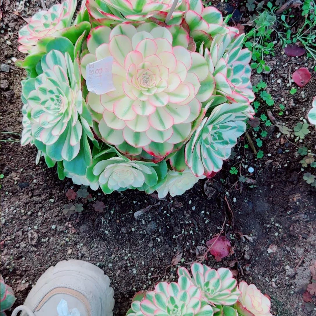 荔枝法师多肉448