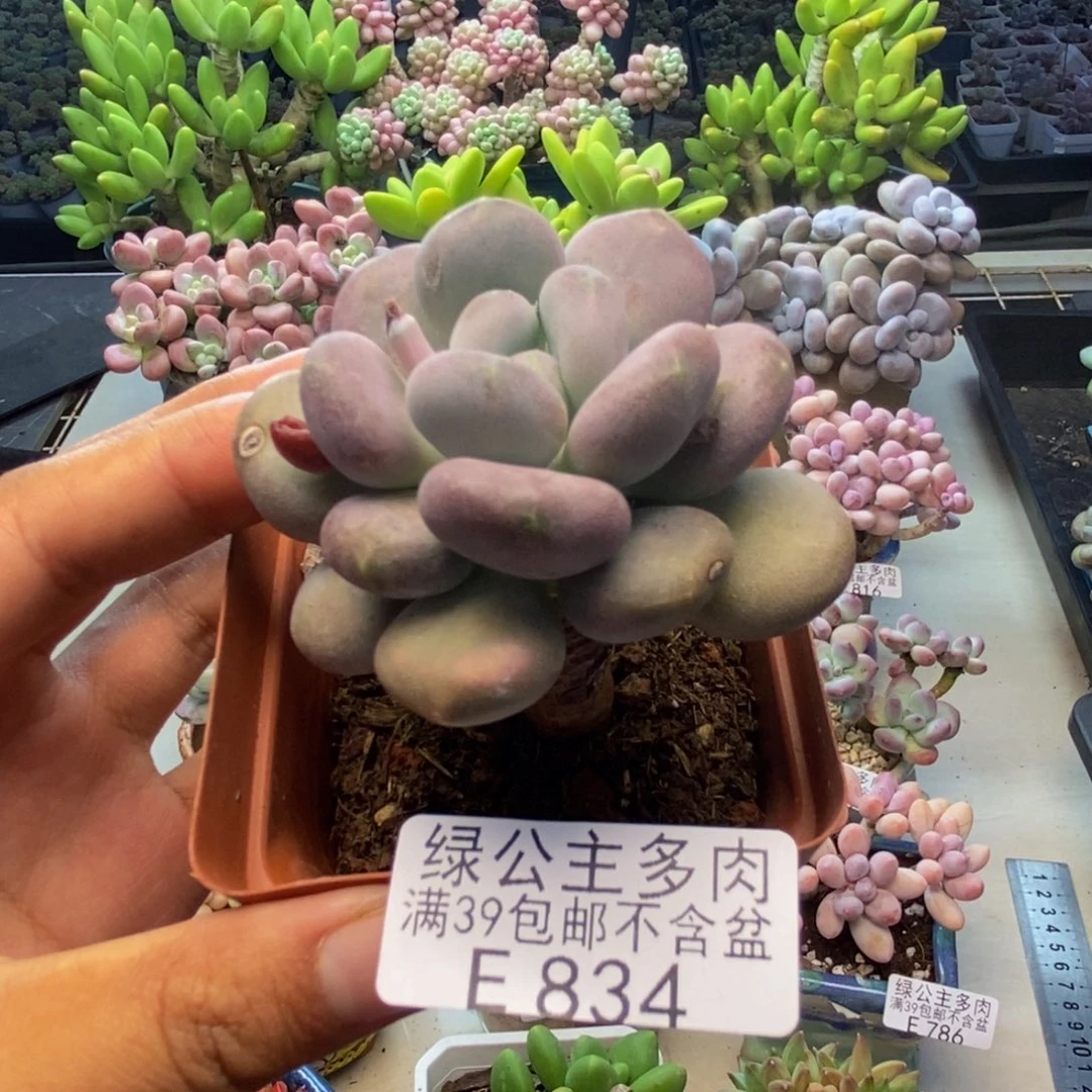 834月美人多肉6c m