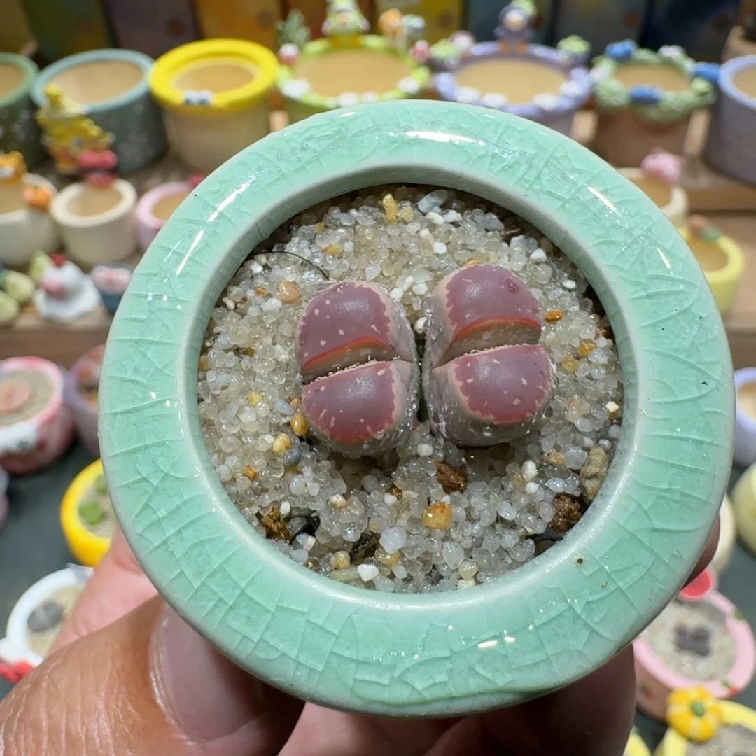 蘑菇1282红橄榄多肉植物