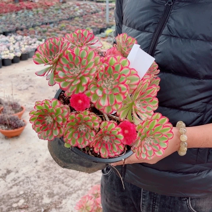 粉铜二加伦62号多肉法师