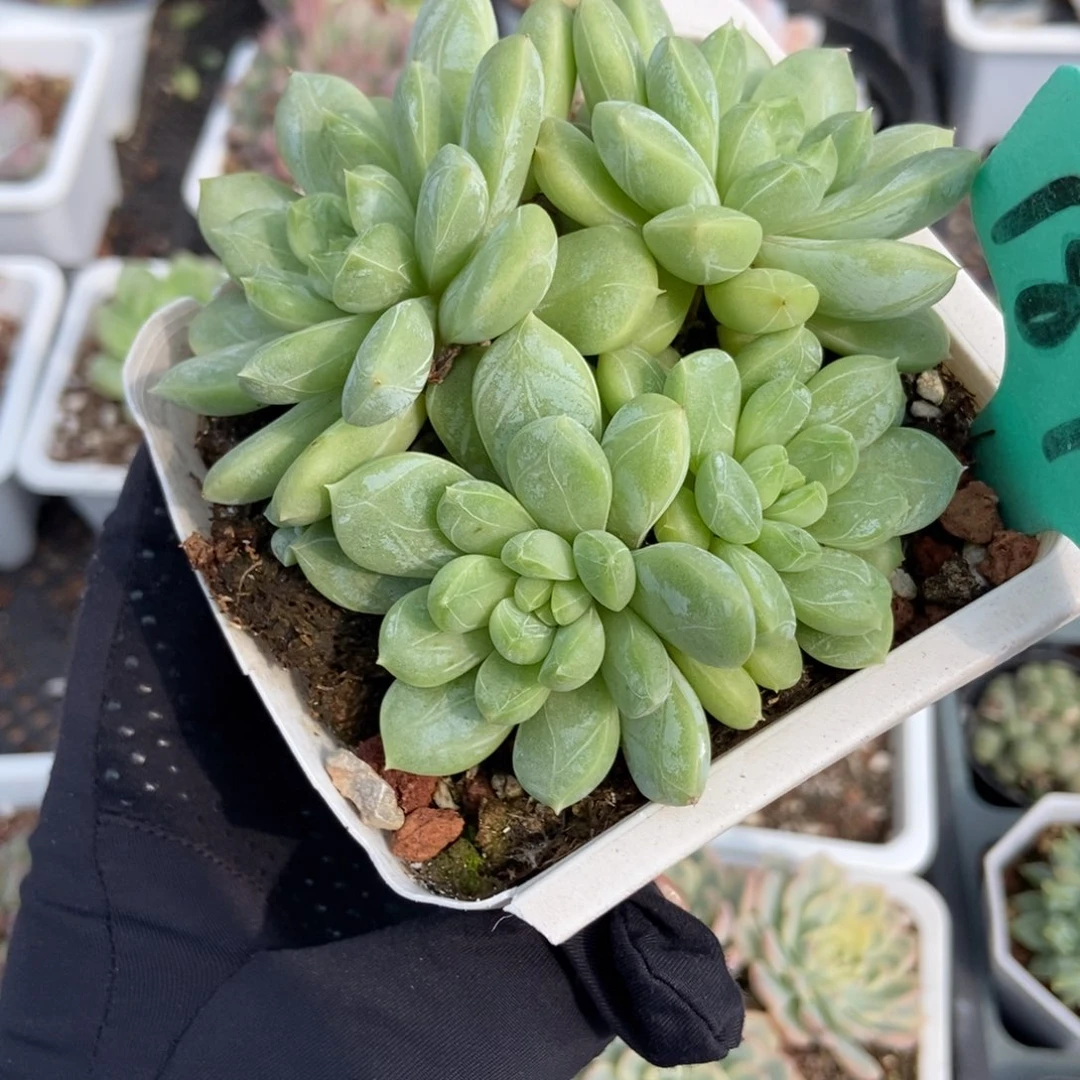 187百搭翡翠多肉植物