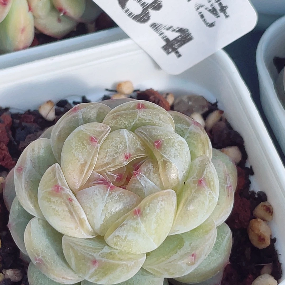 584锕岁以上老人要注意