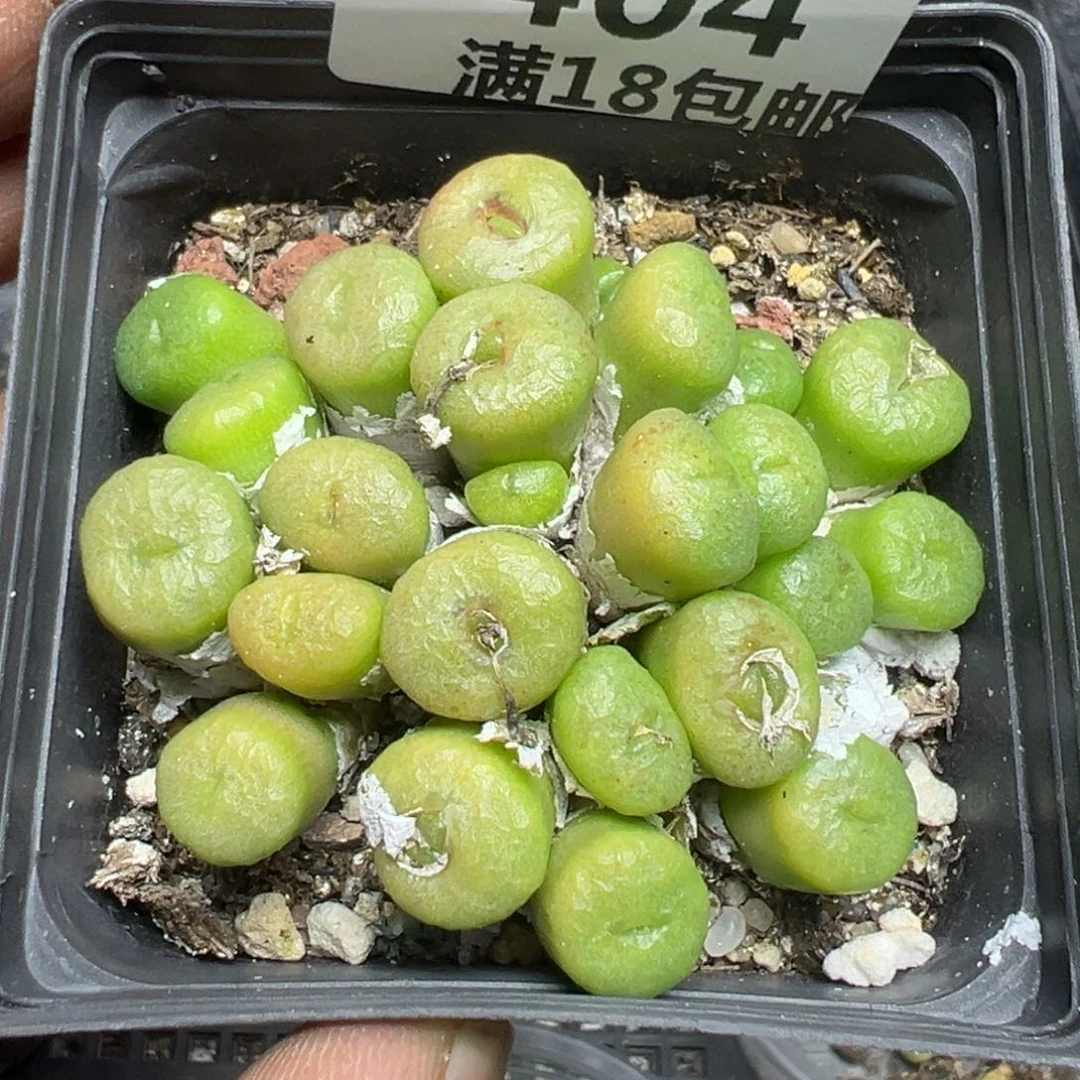 【闪购商品】 404。