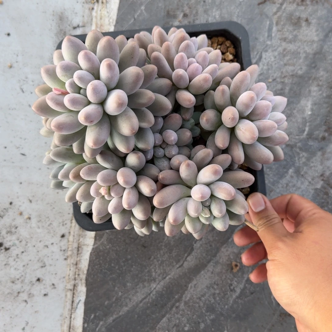 汤圆 群生  一物一拍