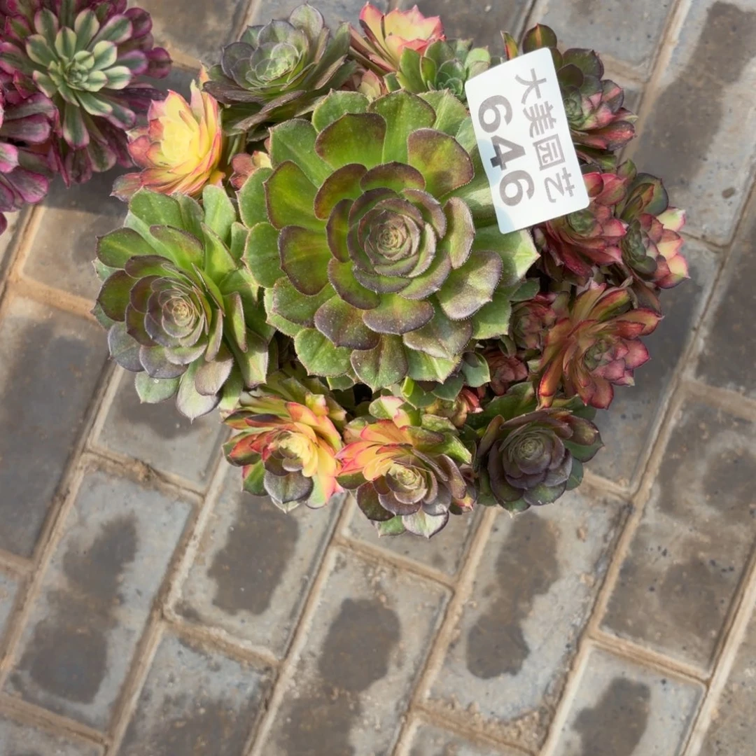 红***》海王七彩老桩646肉肉肉肉