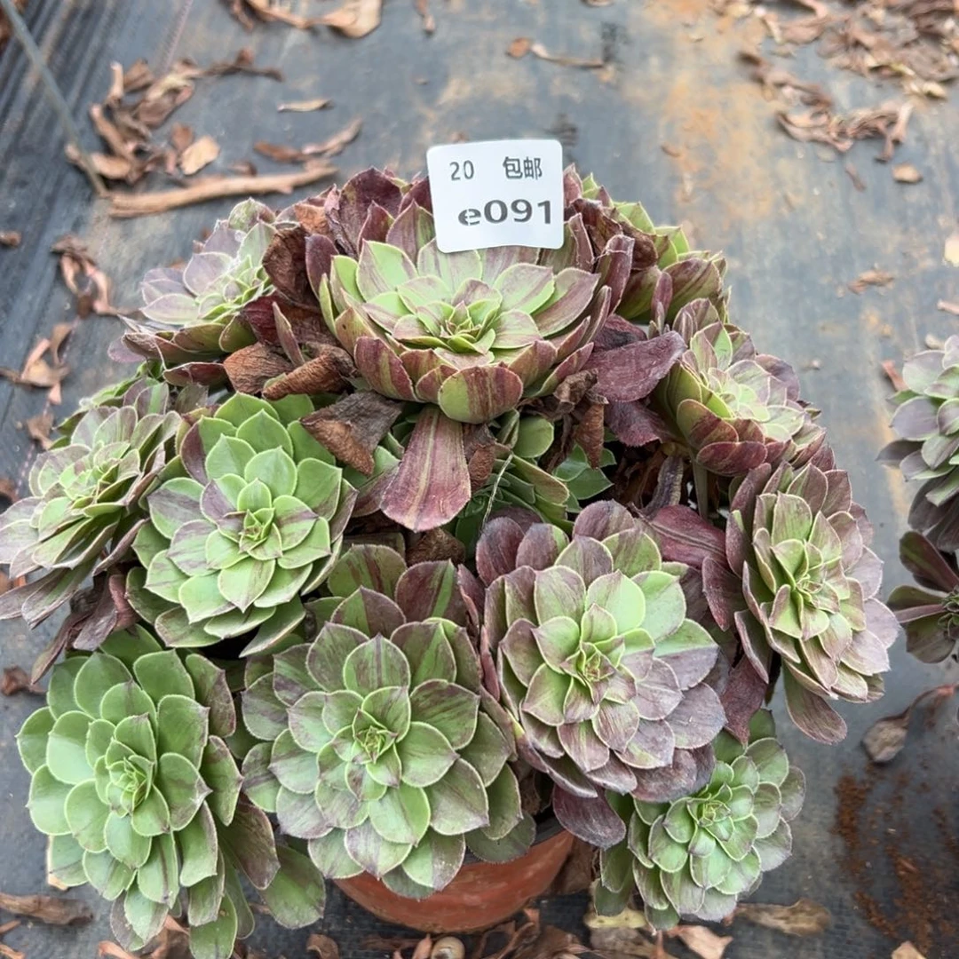 用***4091花月夜，多肉法师