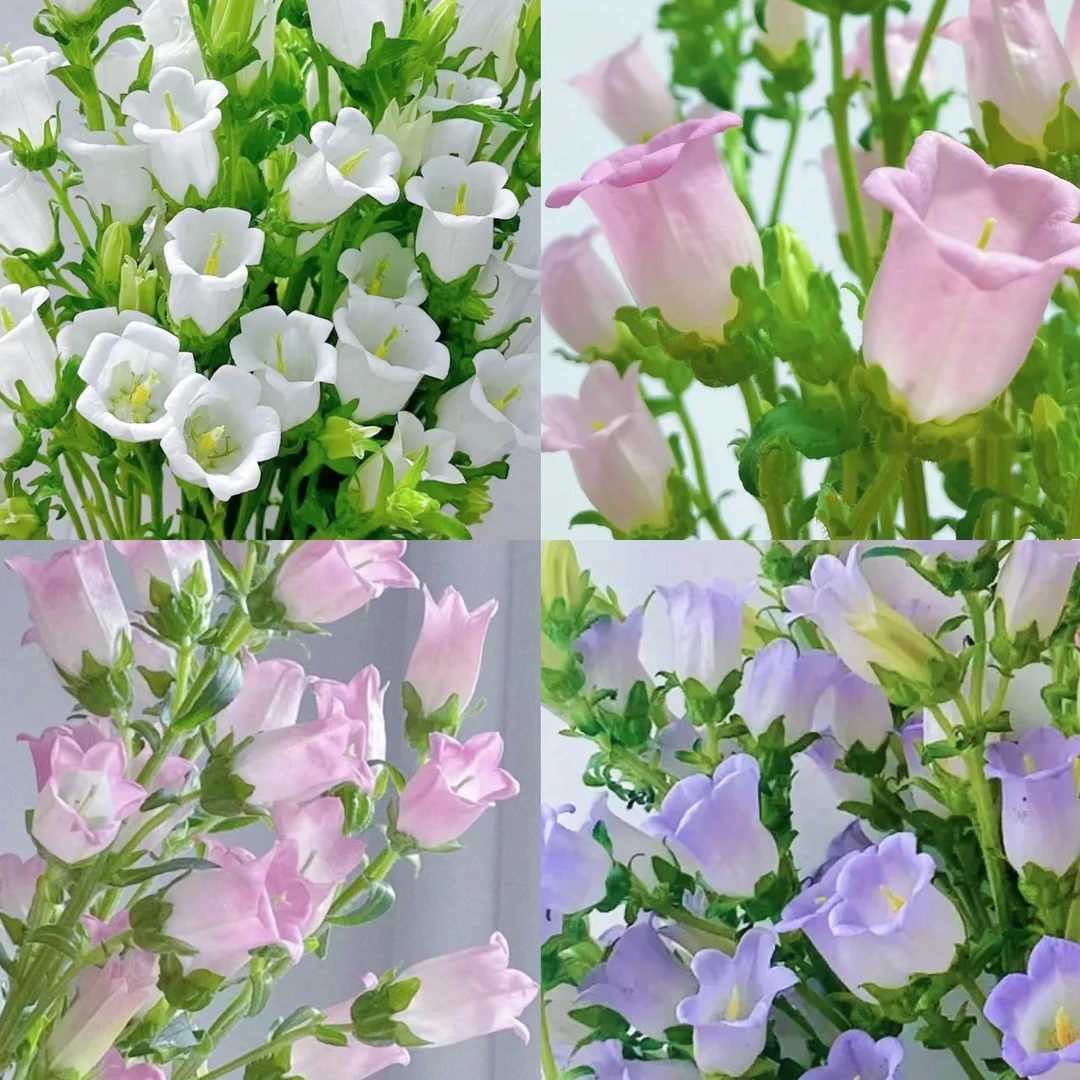 套餐63  混色风铃花一把+混色康乃馨10支+混色小菊5支