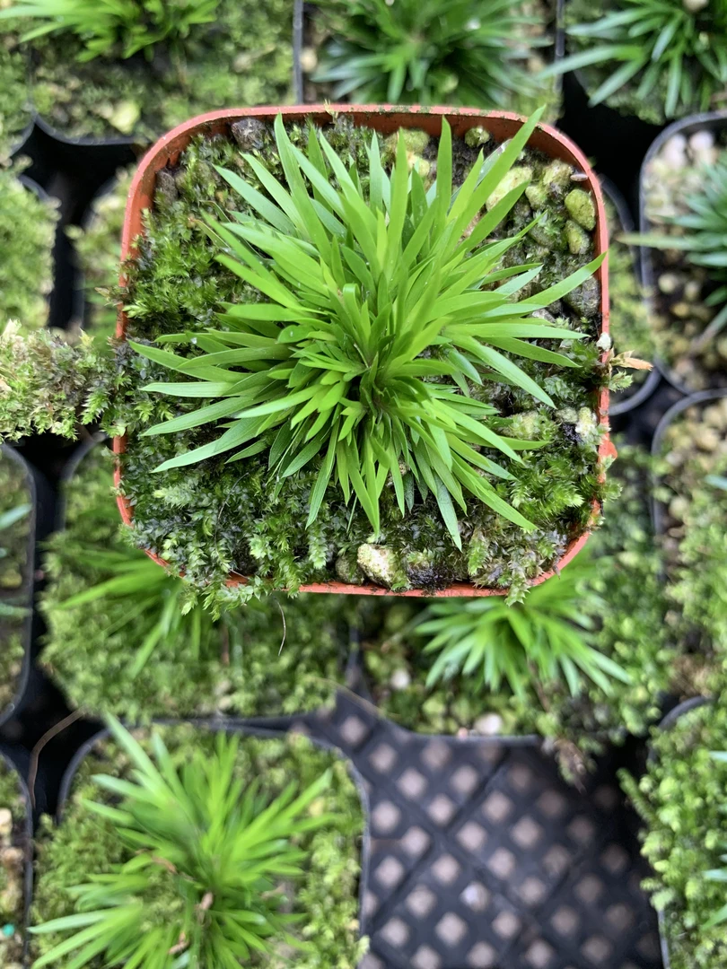 黄金极姬菖蒲微型盆景茶室迷你盆栽办公桌造型好养四季常青