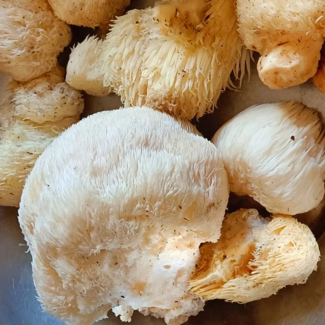 东北野生干猴头菇