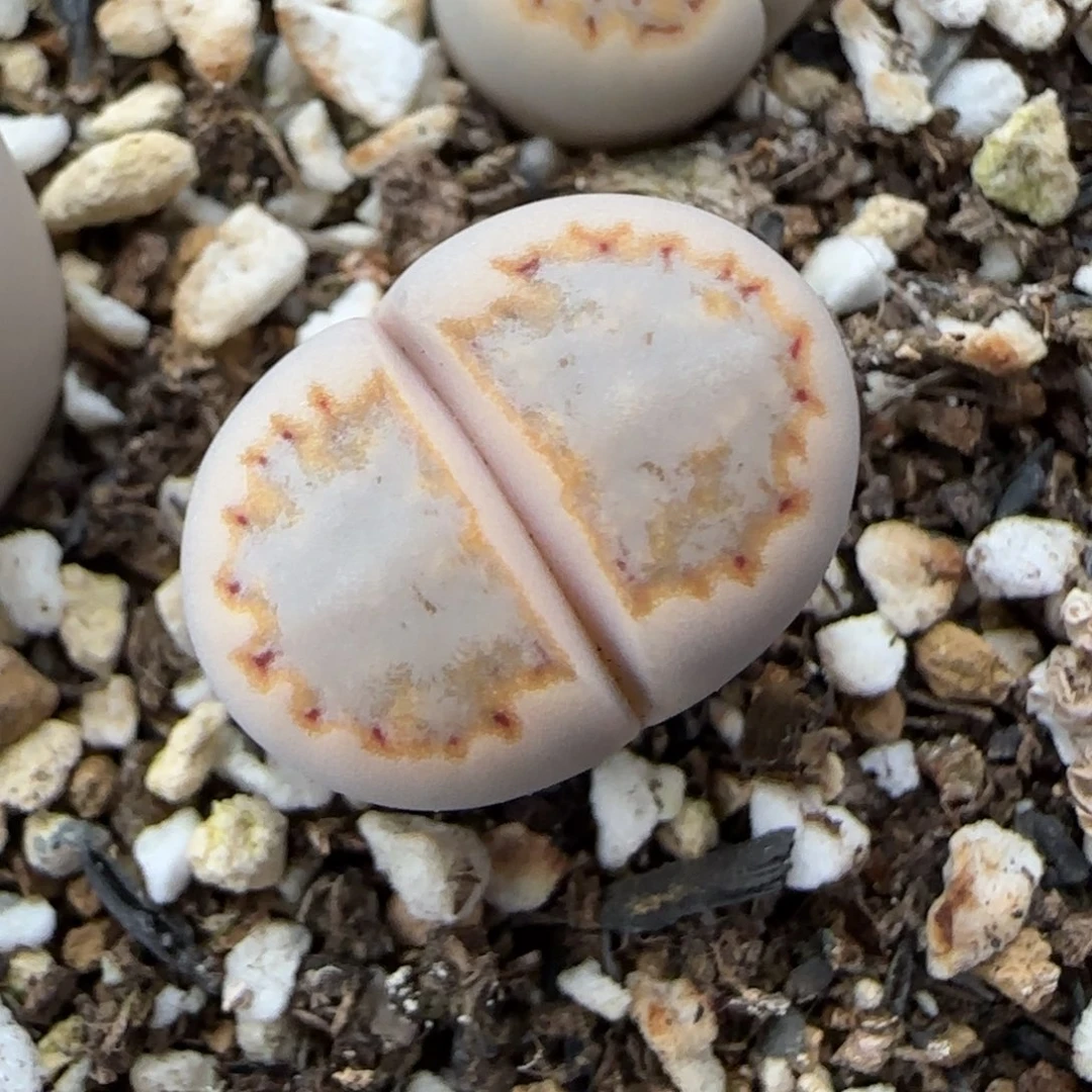 12.13.c215饼干.9056