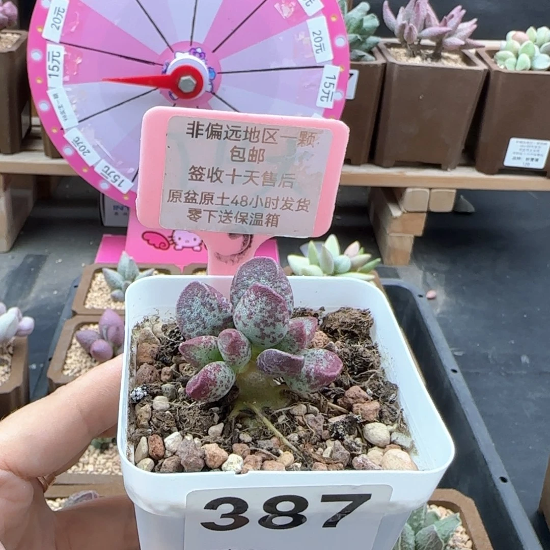 朕***妃387艾薇多肉植物