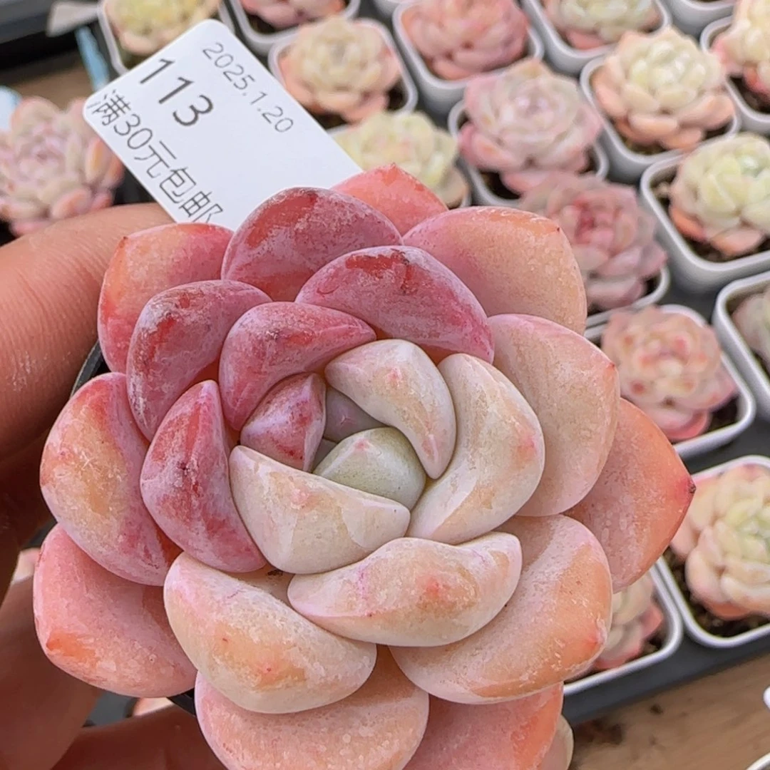 糖霜单头一颗脱土发货