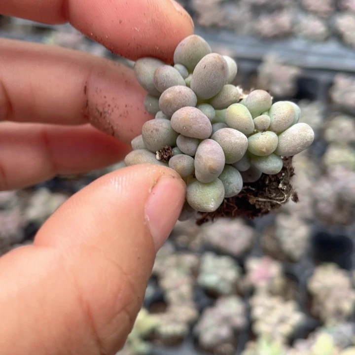 桃花奶群随机发满18包邮3头