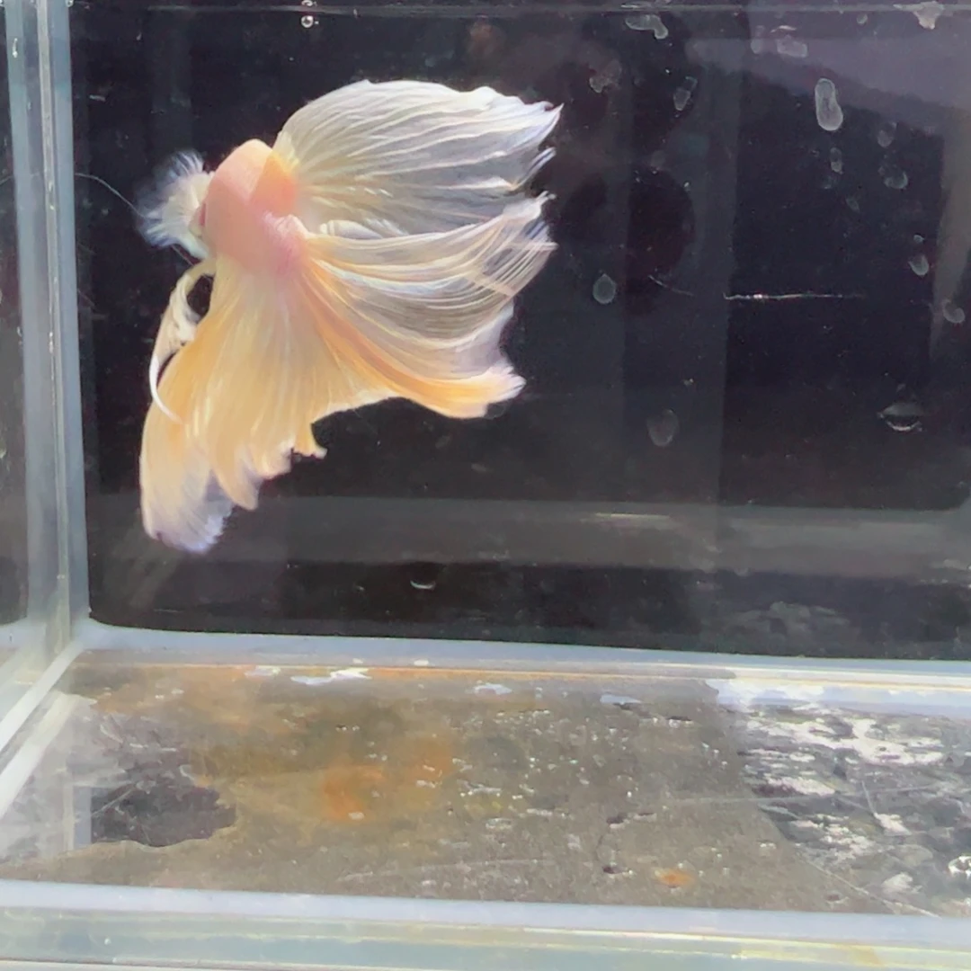 斗鱼浅色特殊尾hhhh