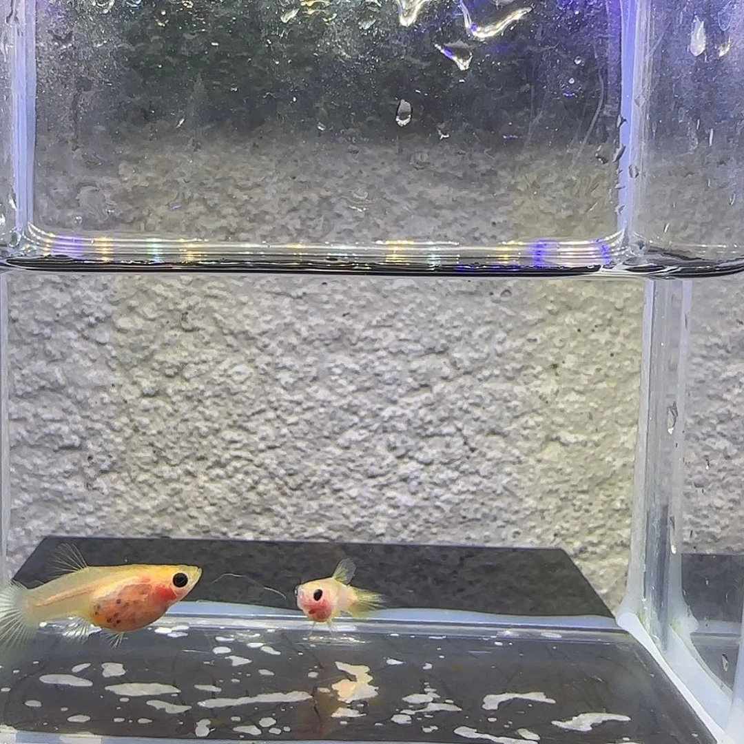 孔雀鱼幻彩粉猫带胎