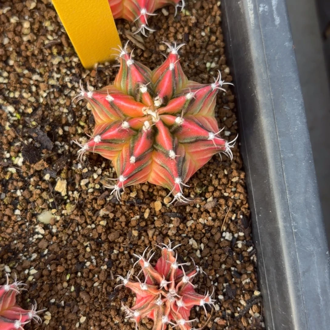 L508-0104泰国发货 嘉年华