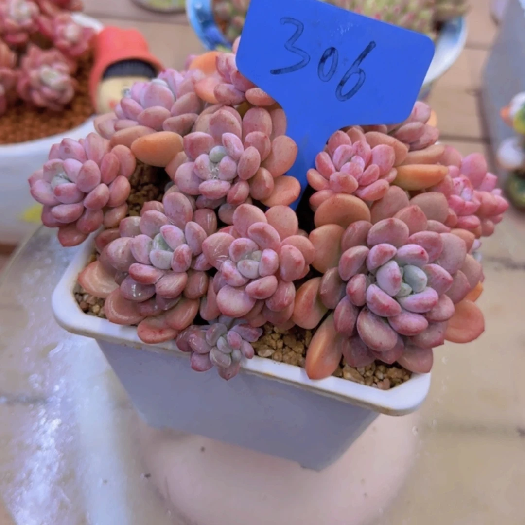 成****司306多肉植物一物一拍