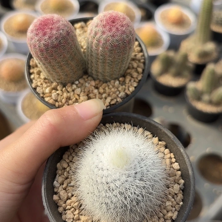 红太阳双头➕白小丁新年组合