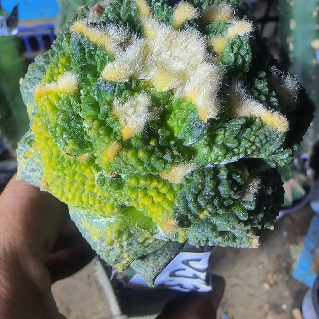 龟甲锦553仙人球开花