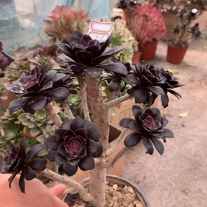 618墨法师多肉植物