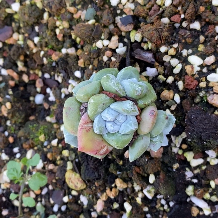 小肥玫瑰叶，雨涵
