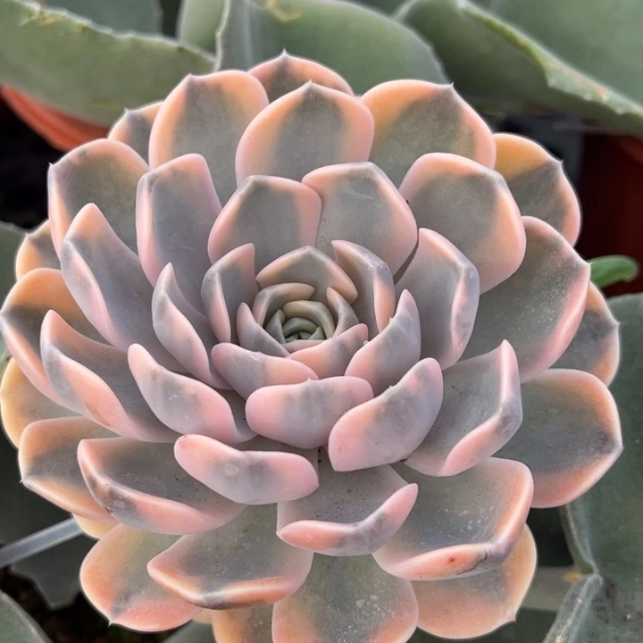 汉堡锦一物一拍锦龙