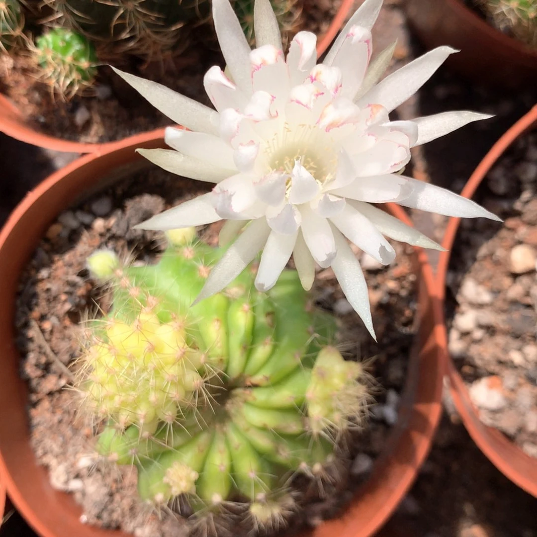 8314实生丽花10公分杯瑕疵