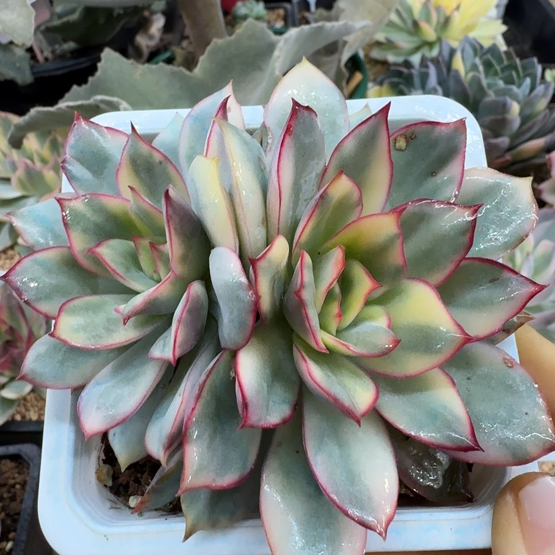 月光女神锦一物一拍