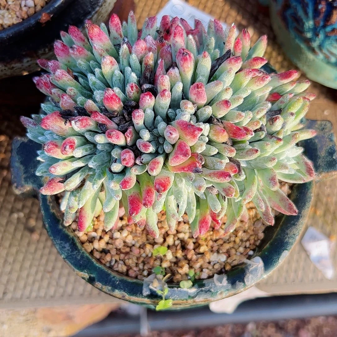 2961海瑟缀化仙女杯