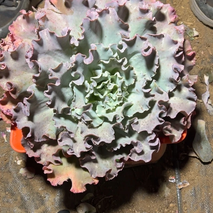 希***望地栽瑕疵高莎1棵（包邮不包损）