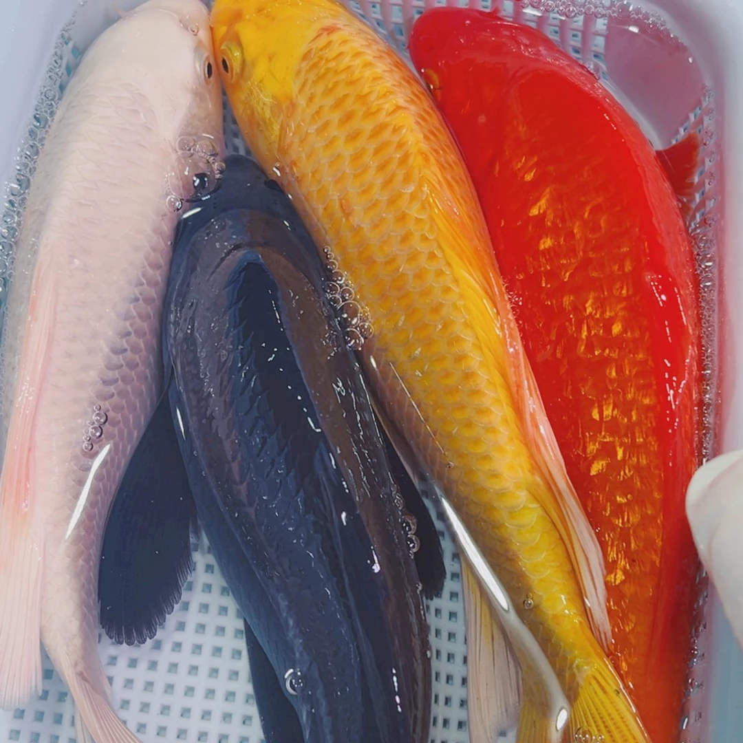 锦鲤锦鲤冷水观赏鱼