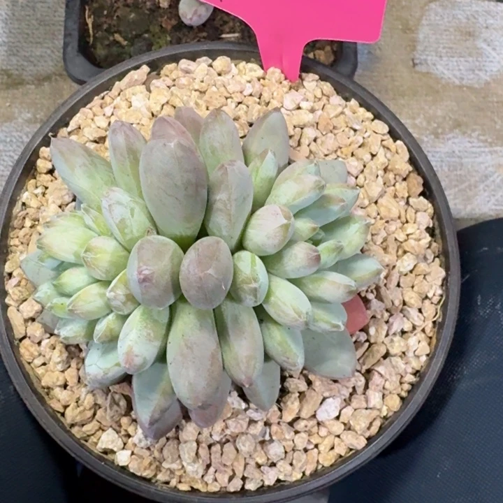 010咖啡豆新号福利价