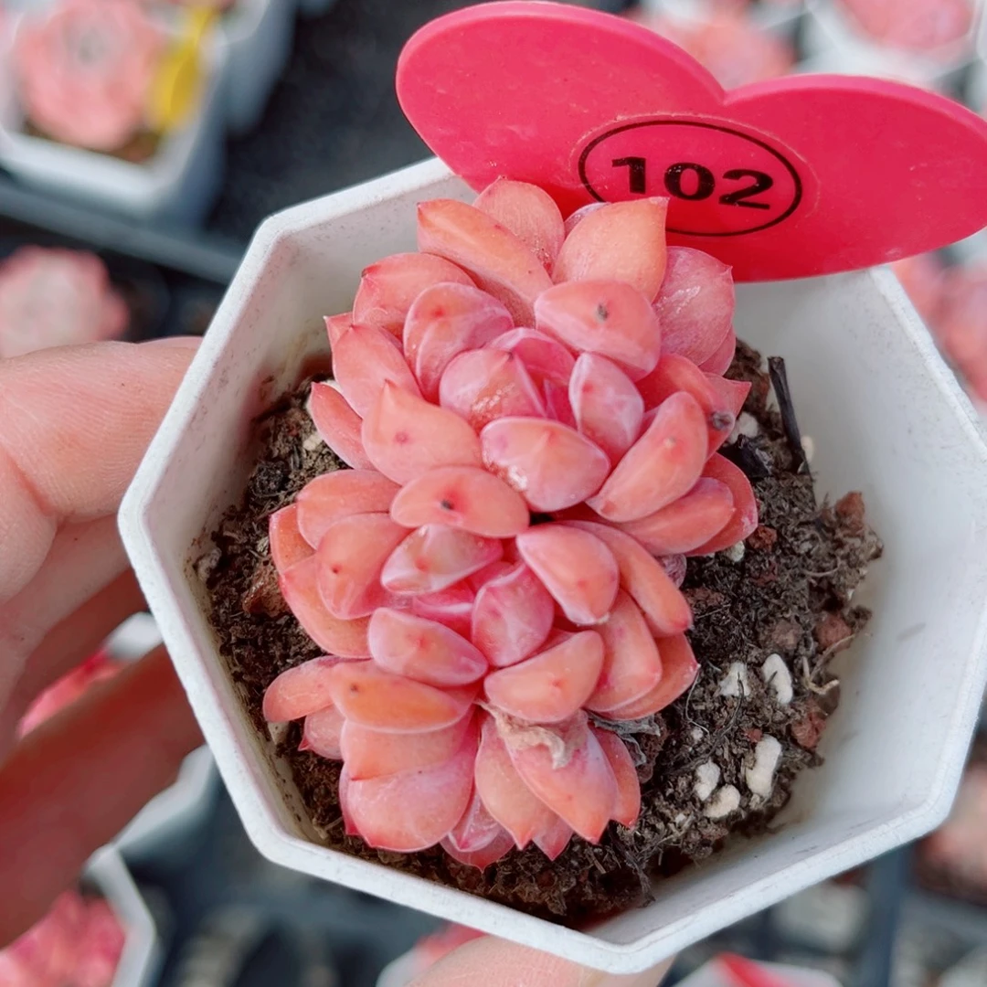 102号小老桩糖心朵朵缀