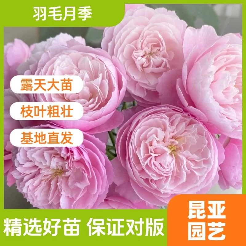 昆亚花园羽毛成都露天月季花苗阳台庭院盆栽四季开花带花苞易成活